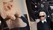 GALA VIDEO - Choupette, le chat de Karl Lagerfeld, star d'une vente aux enchères consacrée au styliste
