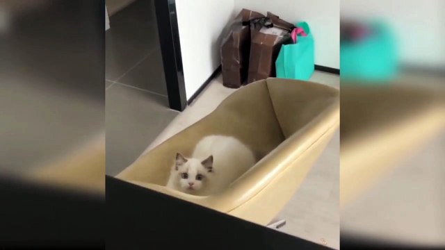 Anak kucing gemes, kucing kecil lucu, kitten, kucing anggora