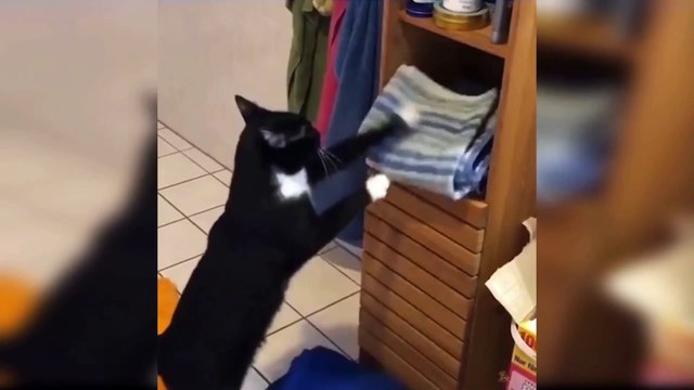 #kucing #kitten #cat Anak kucing gemes