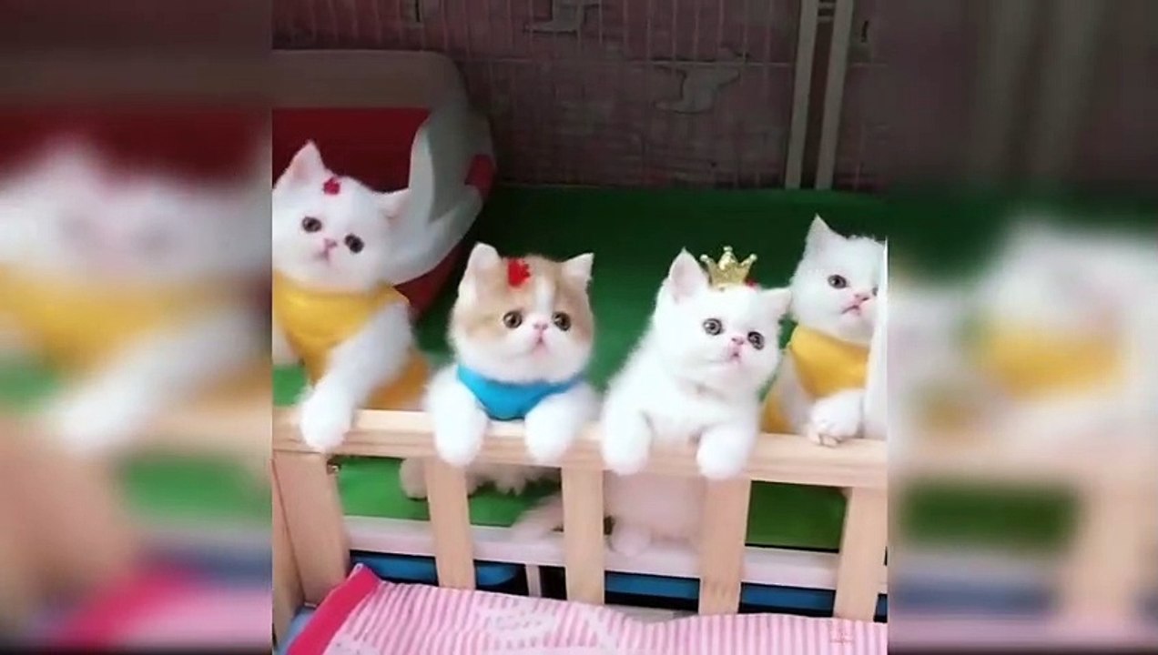 #kucing #kitten #cat Anak kucing gemes, kucing kecil lucu, kitten, kucing anggora