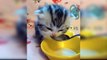 #kucing #kitten #cat Anak kucing gemes, kucing kecil lucu, kitten, kucing anggora