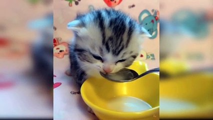 #kucing #kitten #cat Anak kucing gemes, kucing kecil lucu, kitten, kucing anggora