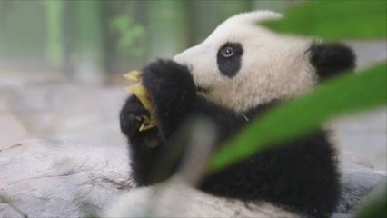Watch These Adorable Twin Panda Cubs Take Their First Steps in Public
