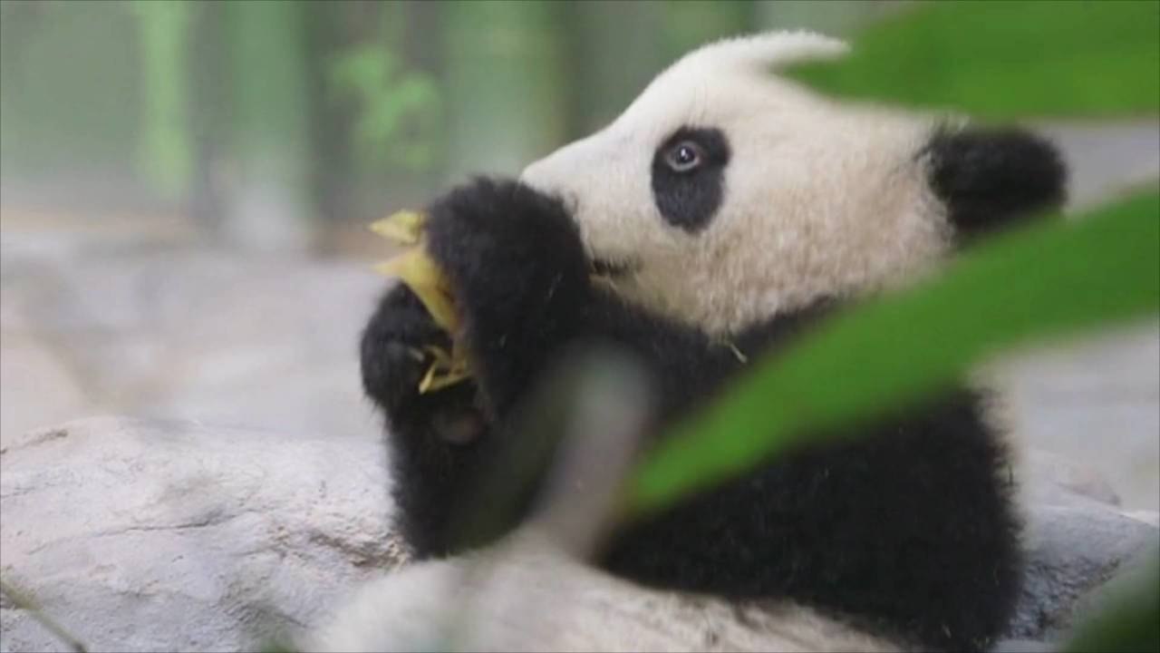 Watch These Adorable Twin Panda Cubs Take Their First Steps in Public