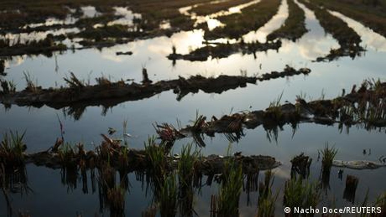 Ebrodelta: Streit um spanische Reisfelder