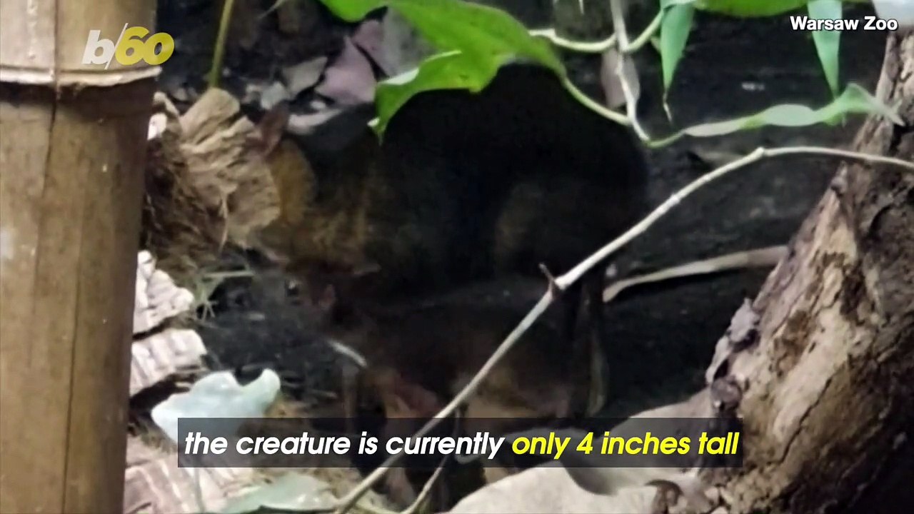 Aww! This Baby Miniature Deer Can’t Stop, Won’t Stop Zooming Around