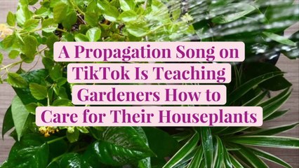 A Ridiculously Catchy Propagation Song on TikTok Is Teaching Gardeners How to Care for The