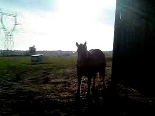 CASTING,SIRIUS et leurs copains 1