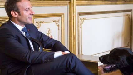 GALA VIDEO – PHOTO – Emmanuel et Brigitte Macron : leur tendre pensée pour leur chien Nemo.