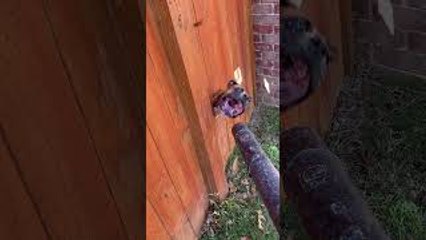 Barking Boxer Get Mouth Full of Leaf Blower