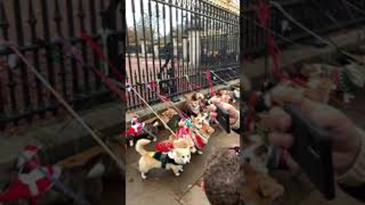 Corgis Congregate at Palace Fence