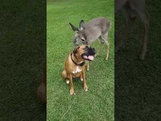 Deer Bounces and Frolics With Boxer Buddies