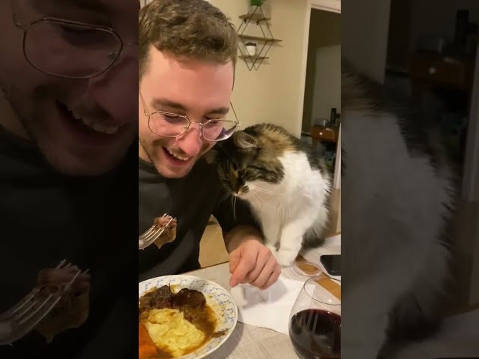 Cat Asks For Human's Food