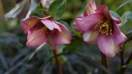 How To Grow and Care for Lenten Roses