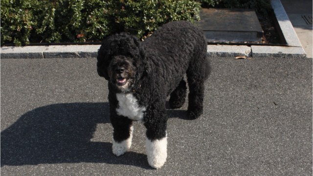 GALA VIDEO - Michelle et Barack Obama pleurent la perte d'un être cher… Sasha et Malia inconsolables
