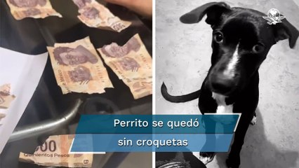 Perrito destroza billetes de 500 pesos del aguinaldo de su dueña