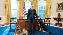 GALA VIDEO - Psychose à la Maison-Blanche : le chien de Jill et Joe Biden a encore mordu !