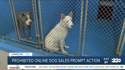 23ABC In-Depth: Prohibited online dog sales prompt action