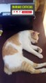 Kucing Tidur I Kucing Lucu I Kucing Tidur Ngorok I Sleeping Cat I Cute Cat I Sleeping Cat Snoring
