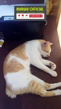 Kucing Tidur I Kucing Lucu I Kucing Tidur Ngorok I Sleeping Cat I Cute Cat I Sleeping Cat Snoring