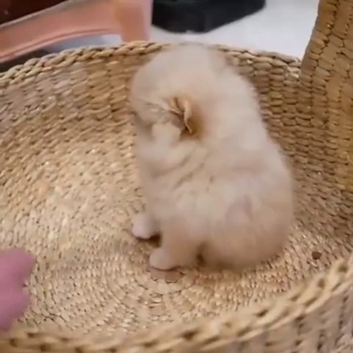 baby dog cute animals