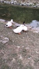 Cutest ducks in the world by kingdom of Awais
