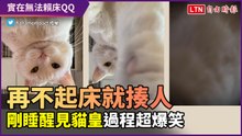 以為是幸福結果被打！剛起床就被貓皇欺負　過程超爆笑
