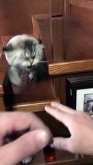 Funny Cats | Cute Cats | AR Studio