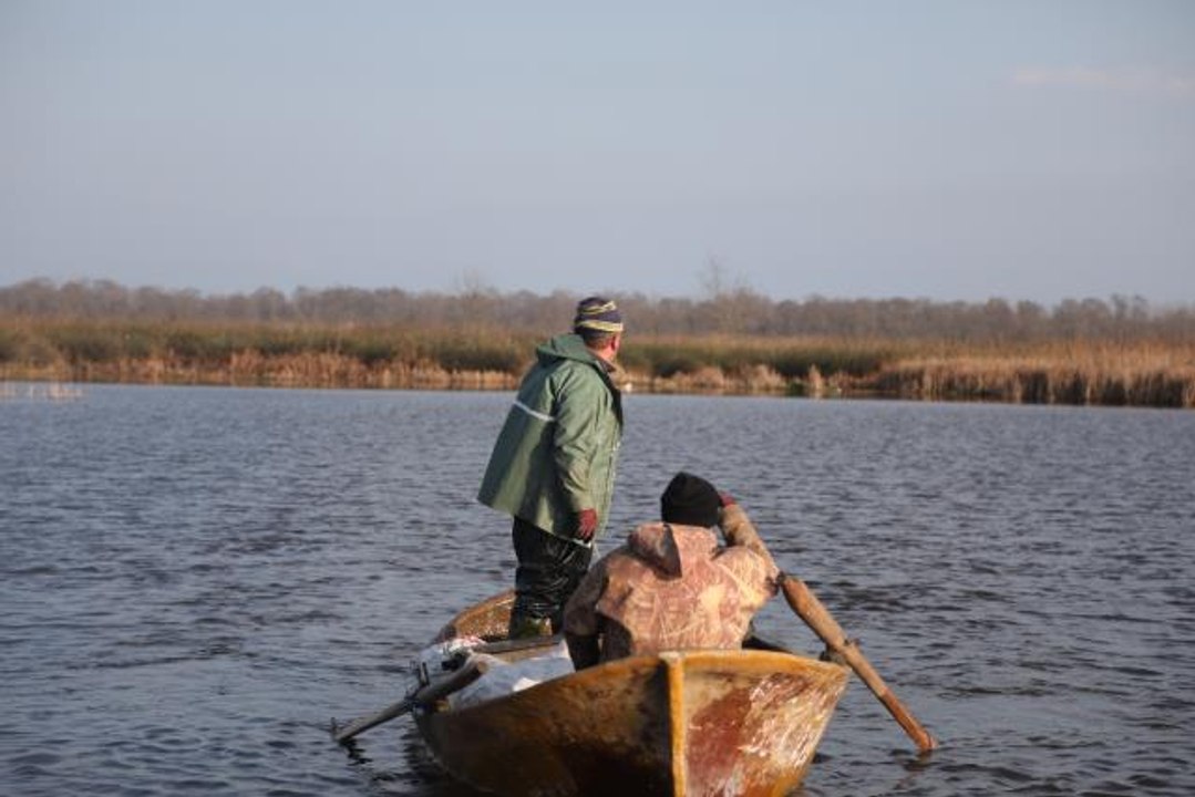 Yem sanayisi için avlanan İsrail sazanı balıkçılara gelir sağlıyor