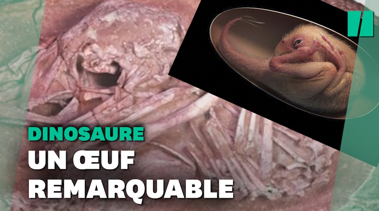 Ce bébé dinosaure, parfaitement conservé dans son oeuf, a été découvert prêt à éclore