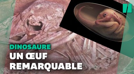 Ce bébé dinosaure, parfaitement conservé dans son oeuf, a été découvert prêt à éclore