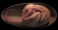 Un embryon de dinosaure, parfaitement conservé, a été (re)découvert dans le sud de la Chine