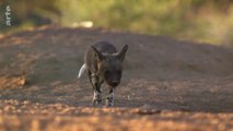 Les petits des animaux sauvages - Lyca, la lycaon