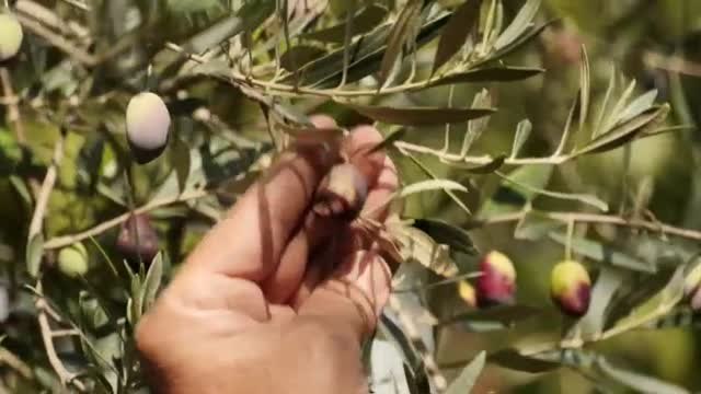 Grecia es el tercer productor mundial de aceite de oliva y el cambio climático podría afectar a su producción y calidad del aceite