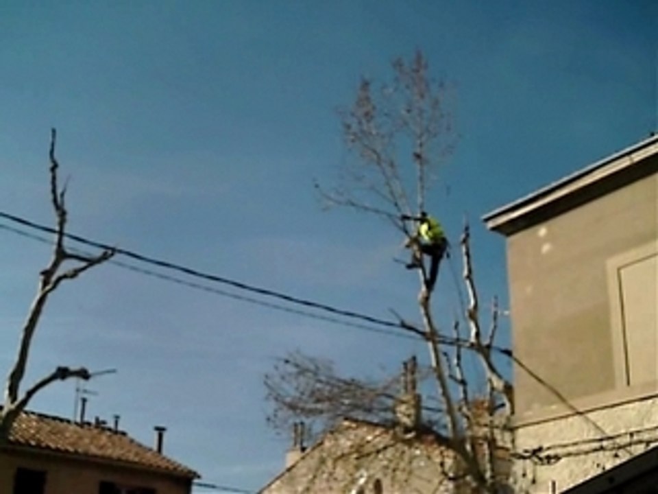 les platanes:conseil