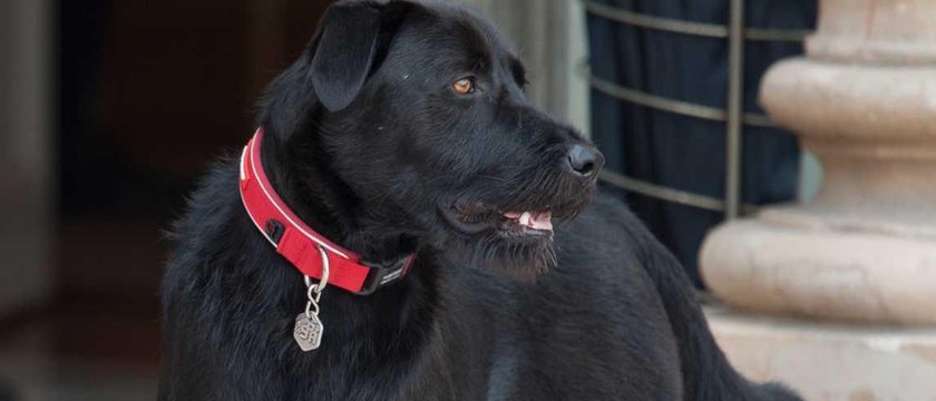 GALA VIDEO - La belle vie à l'Élysée : découvrez les nombreux cadeaux que reçoit Nemo, le chien d'Emmanuel et Brigitte Macron