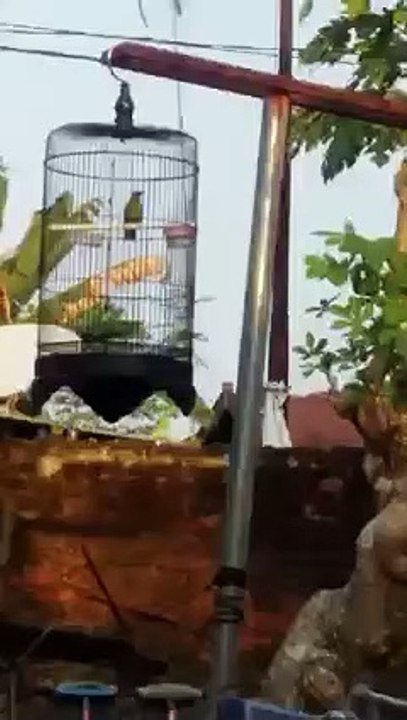 Masteran kacer dan Murai