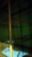 Masteran ampuh untuk Murai batu