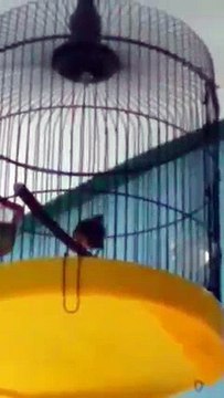 Masteran handal untuk murai batu