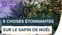 Sapin naturel ou artificiel ? | Futura