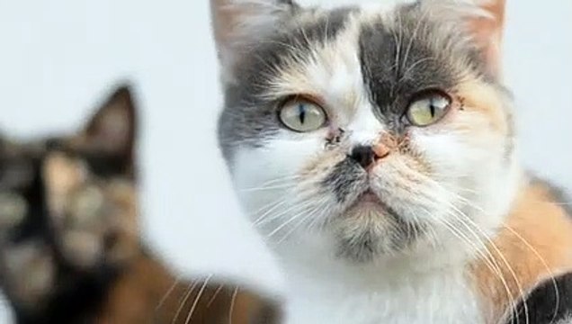 Baby Cat | Funny Cats | Cute Cats | AR Studio