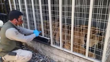 Comienza un plan de vacunación animal en un zoo chileno