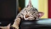 Cat Sleeping Time | Funny Cats | Cute Cats | AR Studio