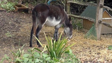 Maidstone donkeys prepare for a life of retirement on Kent farm