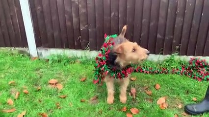 Clymping Dog Sanctuary's Christmas plea