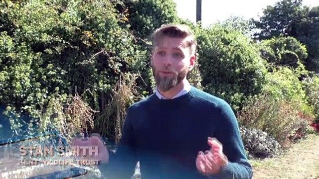 Kent beaches polluted by sewage