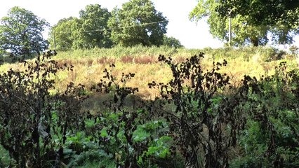 Residents' concern over plans to build an open air cinema