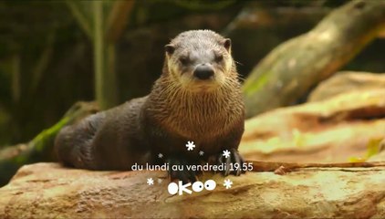 Une saison au zoo en hiver - Bande annonce