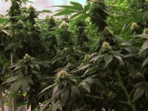 Cannabis Treatment Can Reduce Epileptic Seizures in Kids By 86%