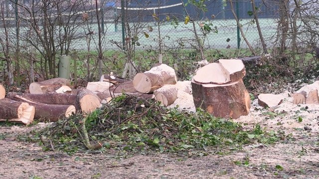 Protestors climb trees in protest at tree felling in Ribchester
